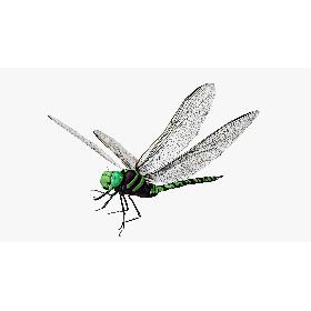 Green  Aeshna dragonfly 3D model